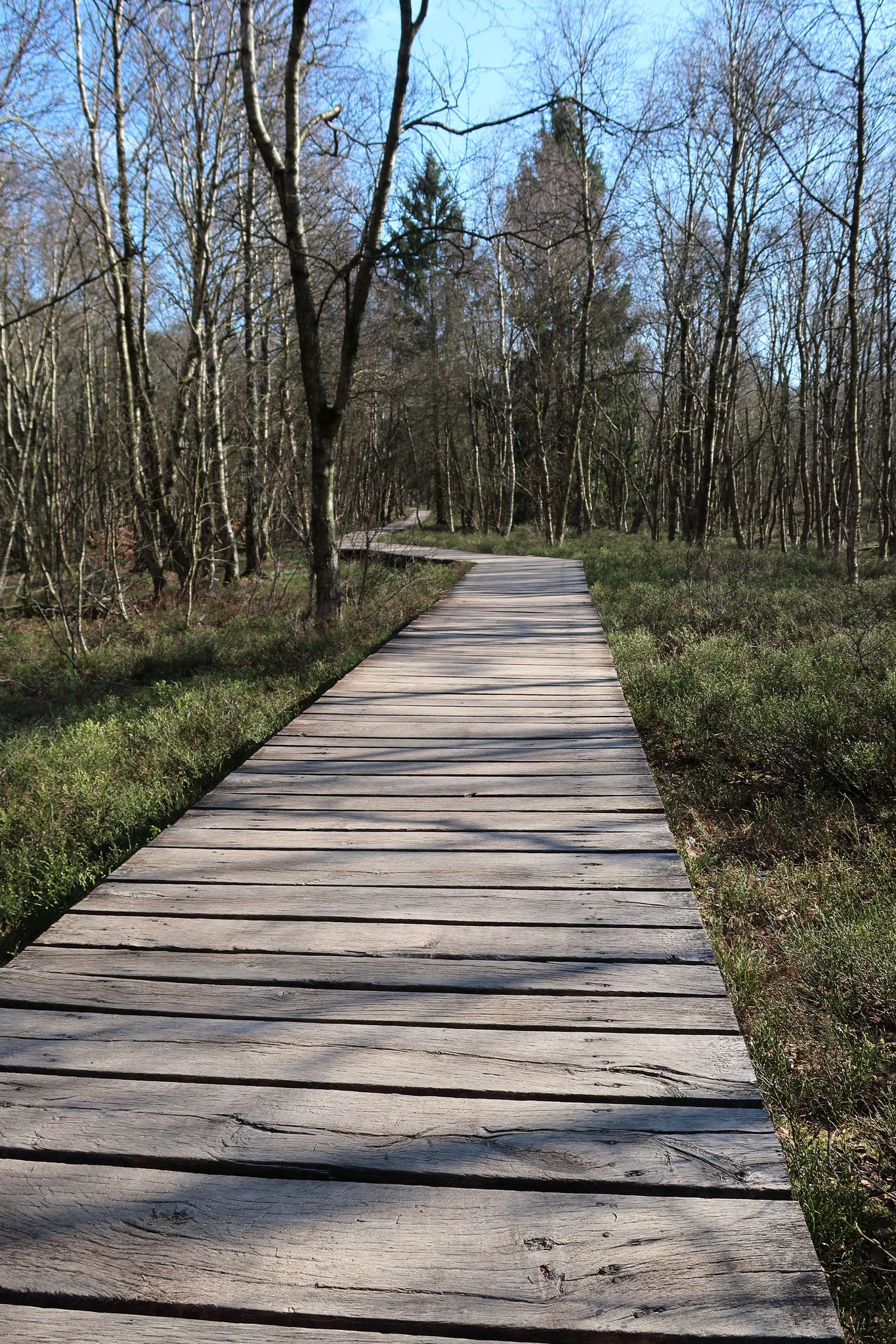 Wooden footbridge in the Red Moor